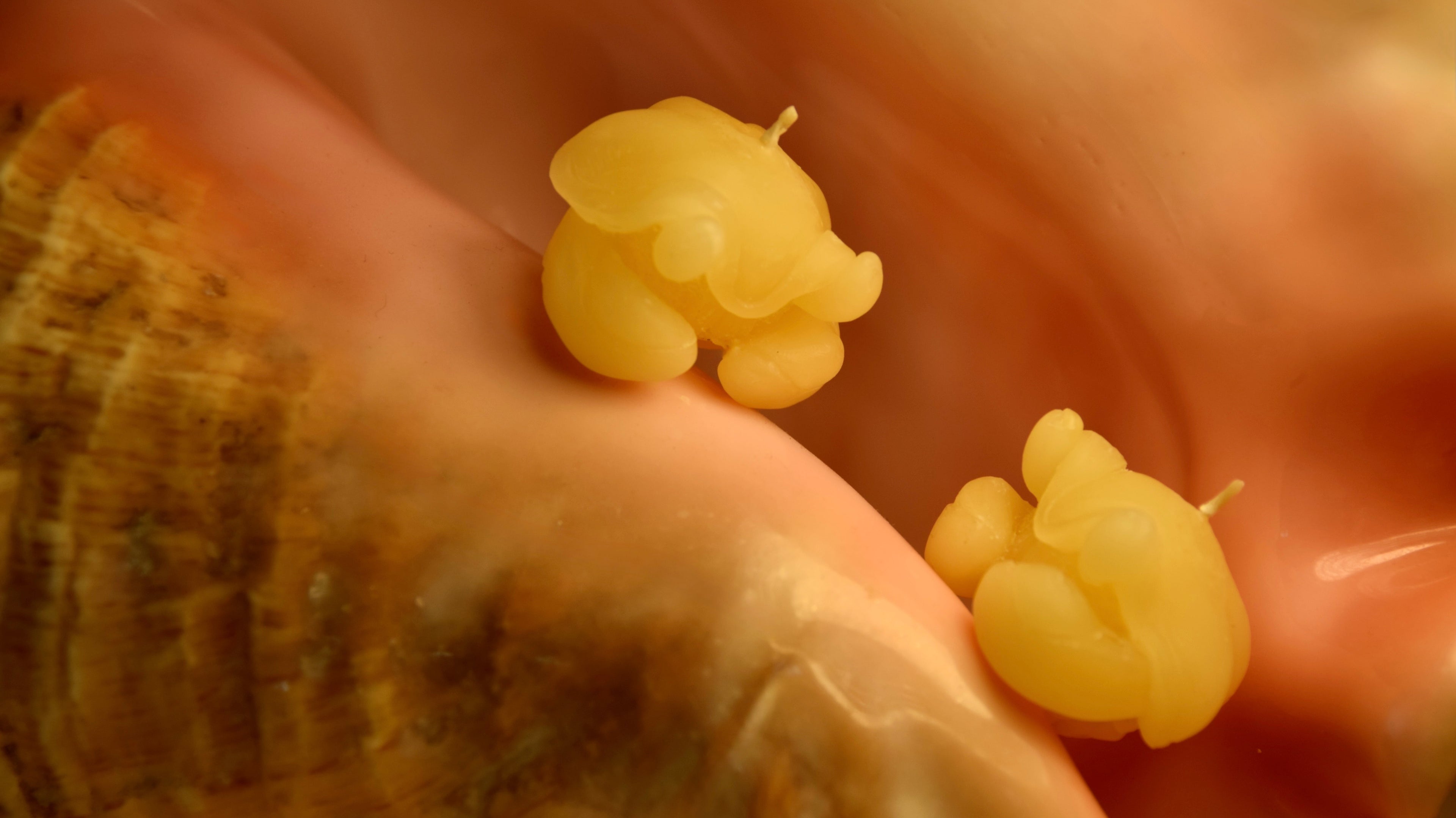 The Scalloped Shelled Crustacean Candle