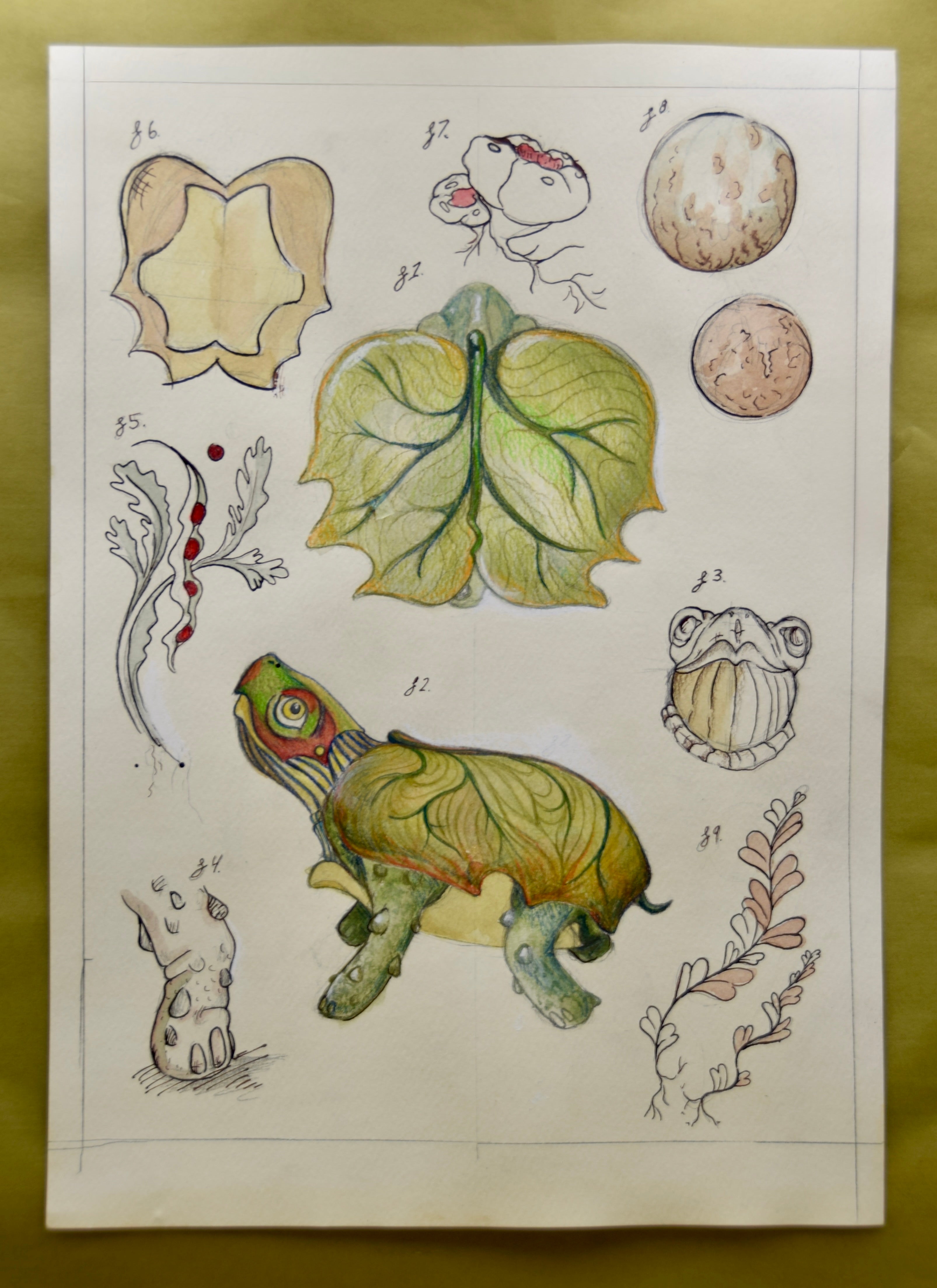 Zoological Illustration