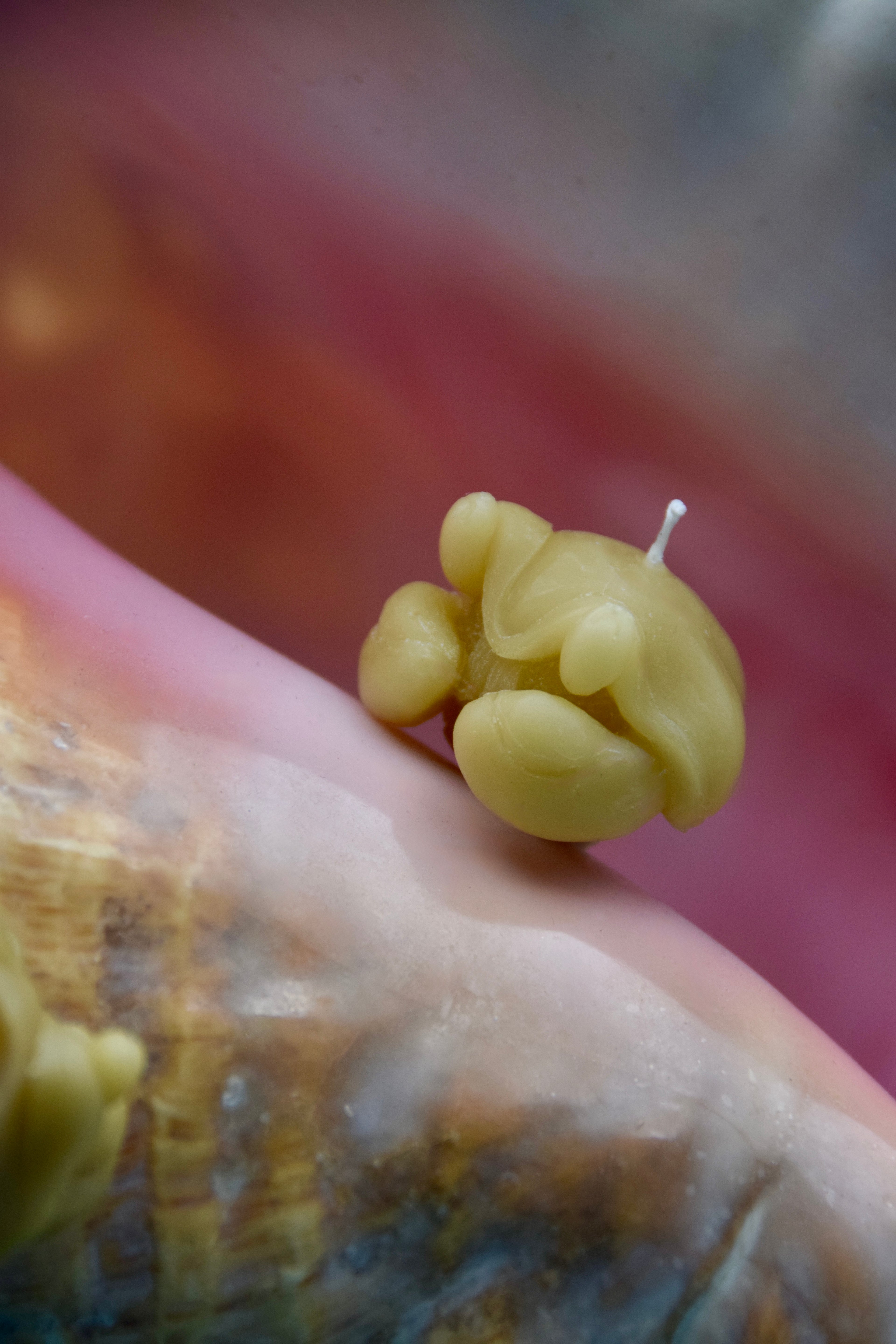 The Scalloped Shelled Crustacean Candle