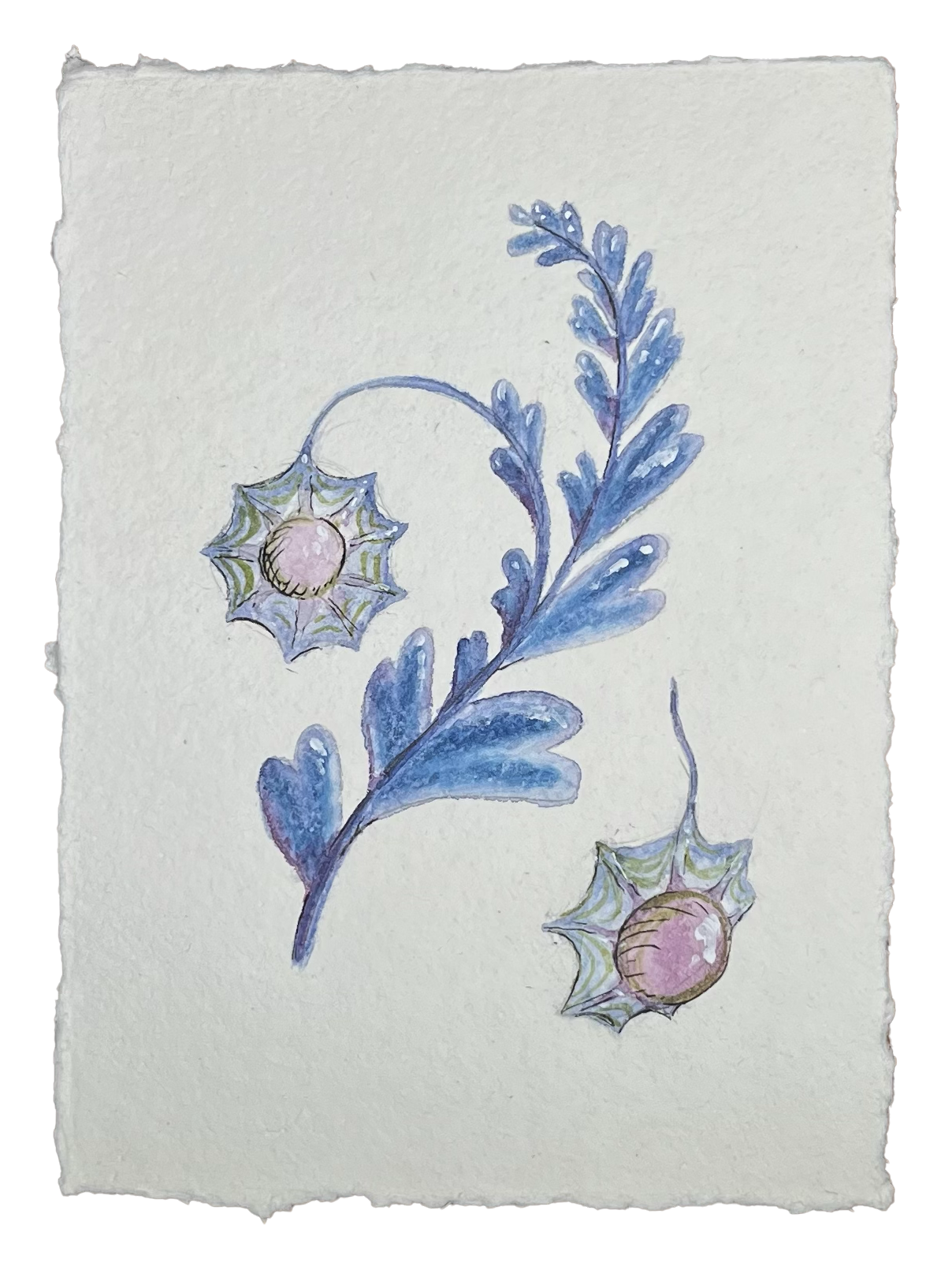 blue_plant_drawing.png